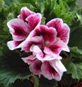 Martha Washington Geranium